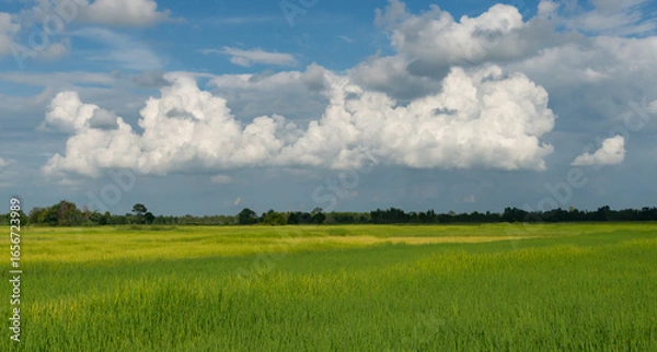 Fototapeta Amazing blue sky is above the green of the ricefields. The wooden bridge walks for the way to the destination. Relaxing core concepts. selection focus.