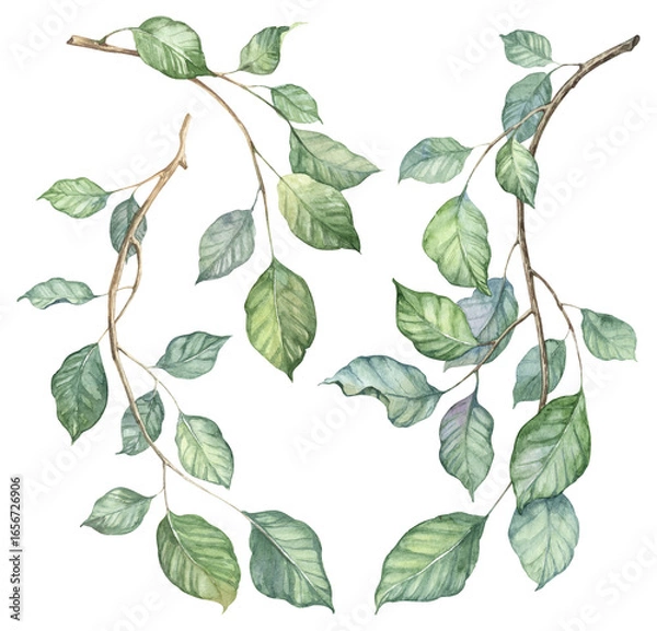 Fototapeta Detailed realistic green ivy leaves on twigs isolated on transparent background. Watercolor hand painted botany. Green liana, stems set