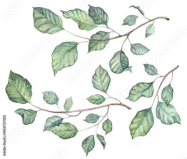 Fototapeta Detailed realistic green ivy leaves on twigs isolated on transparent background. Watercolor hand painted botany. Green liana, stems set