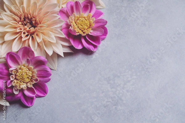 Fototapeta Beautiful fresh colorful cream and purple dahlia flowers in full bloom on gray background, top down view. Fall blossoms. Copy space for text.