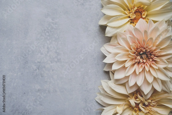 Fototapeta Beautiful fresh cream Cafe au Lait dahlia flowers in full bloom on gray background, top down view. Fall blossoms. Copy space for text.