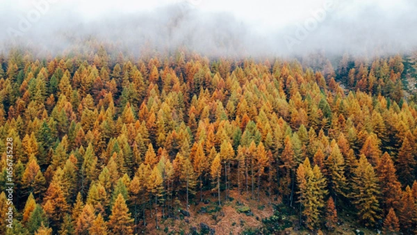 Fototapeta Birds eye view of colorful mountain woodland in fall covered with white fog. Misty autumn forest. Natural texture for background.