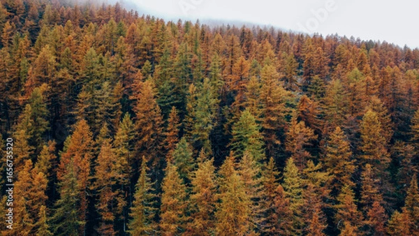 Fototapeta Birds eye view of colorful mountain forest in fall covered with white fog. Misty woodland. Natural texture for background.