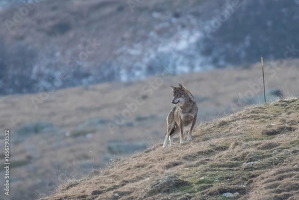 Fototapeta Front view of a proud wild Italian Wolf, also called apennine wolf (Canis lupus italicus) standing on a winter slope and looking downstream, high resolution, rare. Italian Alps.