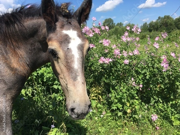 Obraz портрет жеребенка на фоне цветужего луга