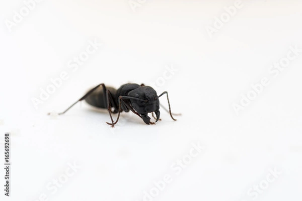 Obraz Single ant against white background