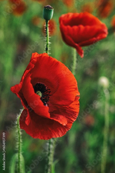 Fototapeta Beautiful summer Poppy fields, Pskov region