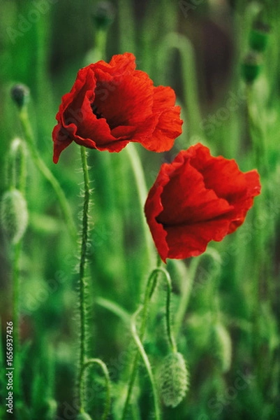 Obraz Beautiful summer Poppy fields, Pskov region
