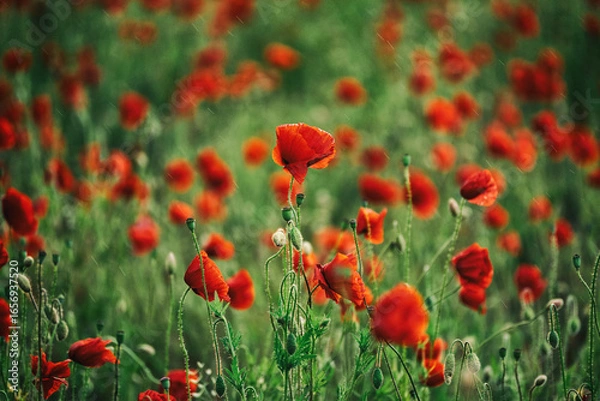 Fototapeta Beautiful summer Poppy fields, Pskov region