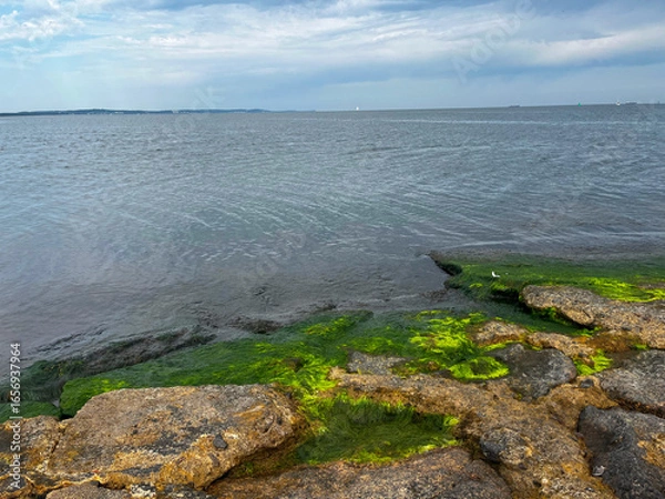 Obraz Ostsee mit Algen am Ufer