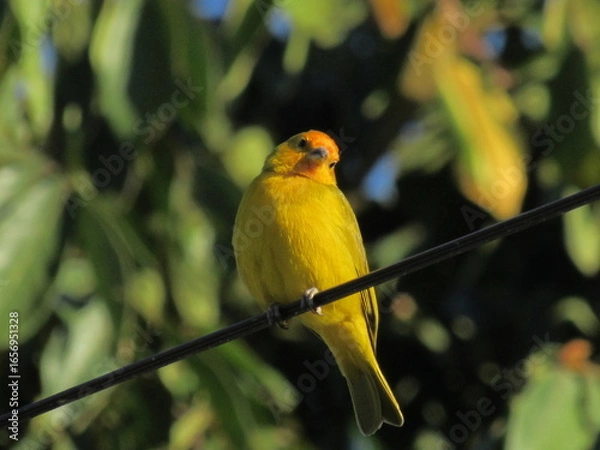 Fototapeta Os pássaros.