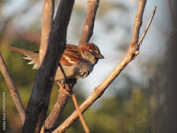Fototapeta Os pássaros.