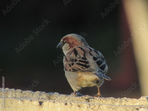 Fototapeta Os pássaros.
