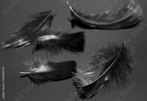 Obraz   Black bird feathers on dark background, selective focus