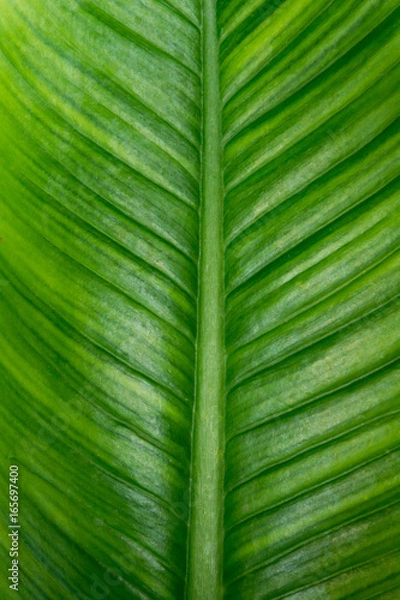 Obraz green leaf background texture