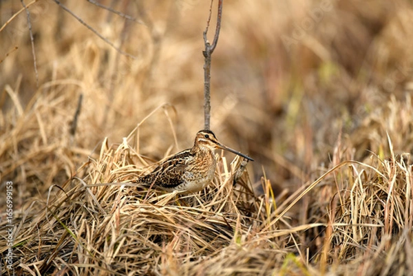 Obraz bird in the grass