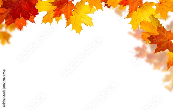 Fototapeta  Isolated  foliage. Maple autumn leaves. Fall leaf branch