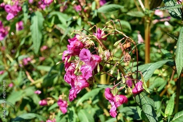 Obraz Indisches Springkraut