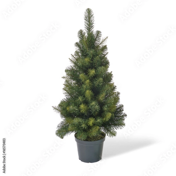Obraz Weihnachtsbaum