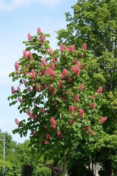 Obraz Fleischrote Rosskastanie