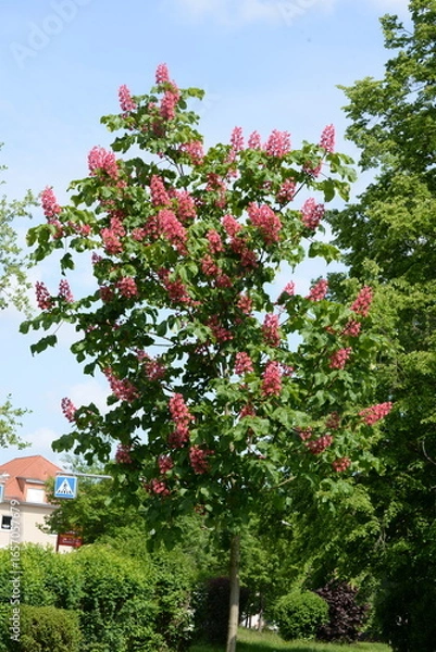 Obraz Fleischrote Rosskastanie
