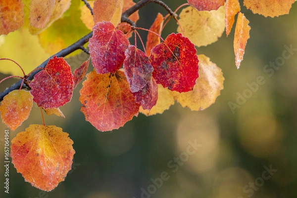 Fototapeta Brightly colored leaves of common aspen, Populus tremula on a frosty morning during autumn foliage in Finnish nature, Europe
