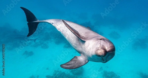 Fototapeta Bottlenose Dolphin playing in the blue water of Red sea. Underwater shot of wild dolphin taking breath. Aquatic marine animals in their natural habitat. Closeup of friendly bottlenose. Wildlife nature