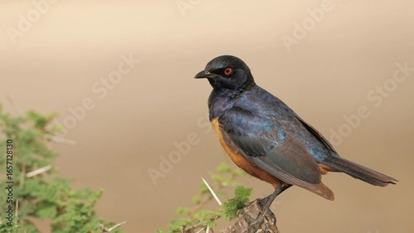 Fototapeta Guildebrandt's spurfowl perched on a tree branch, colorful bird in natural habitat, African wildlife close-up, peaceful scene of nature, harmony and beauty of birds in forest or savanna captured