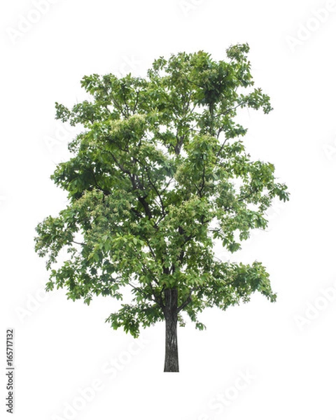 Fototapeta Tree isolated on white background.