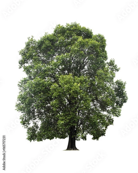 Fototapeta Tree isolated on white background.
