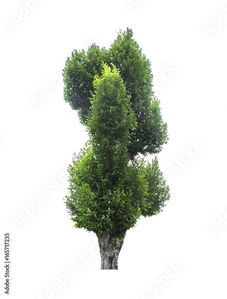 Fototapeta Tree isolated on white background.
