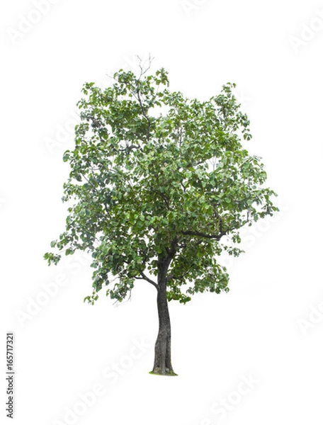 Fototapeta Tree isolated on white background.