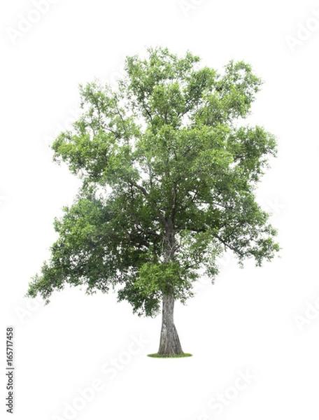 Fototapeta Tree isolated on white background.