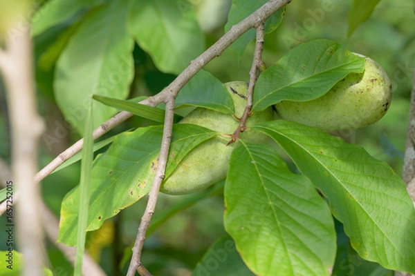 Fototapeta ポポー