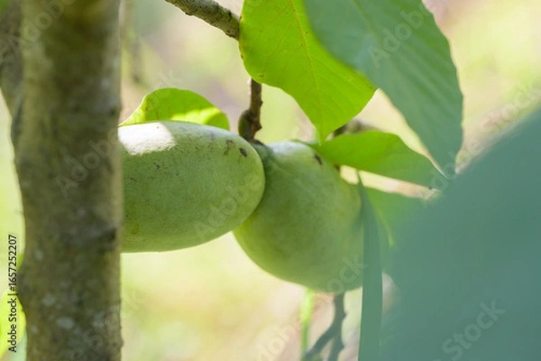 Fototapeta ポポー