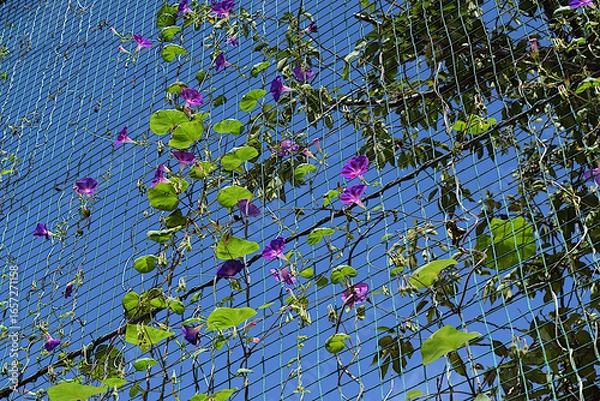 Obraz 夏の思い出