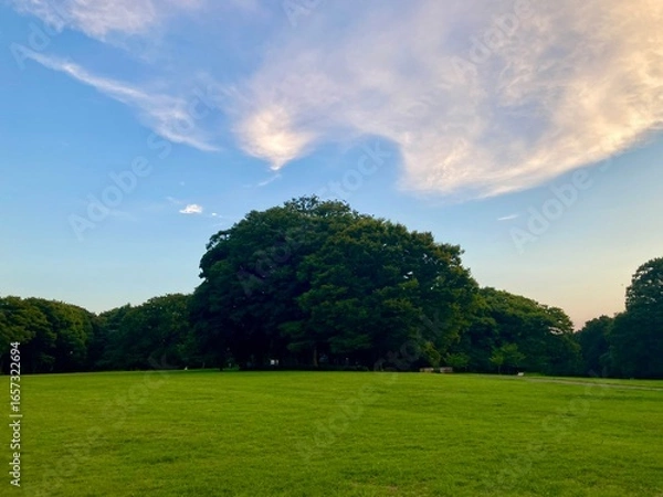 Fototapeta 公園の夕暮れ風景　東京都世田谷区　砧公園