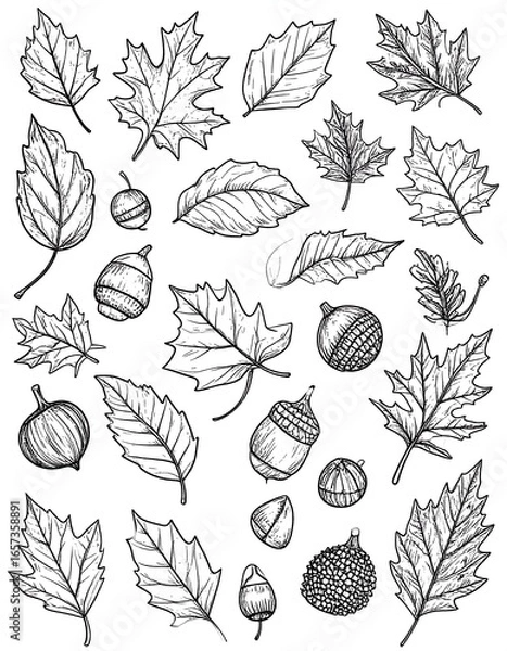 Fototapeta Autumn Leaves and Acorns Sketch Collection (1)