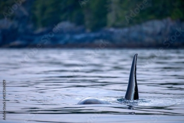 Obraz Close-up of Orca whale swimming near Broughton Archipelago in British Columbia, Canada