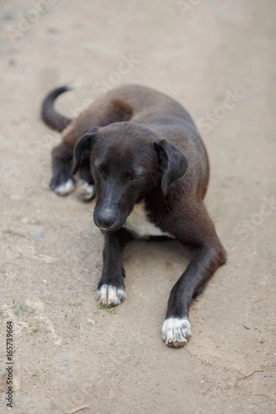 Fototapeta sleepy black mongrel dog laying on asphalt