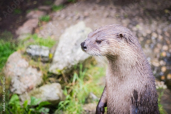 Obraz Standing otter