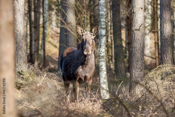 Obraz A family of elks foraging in woodlands