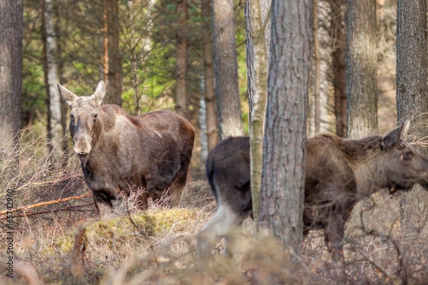 Obraz A family of elks foraging in woodlands
