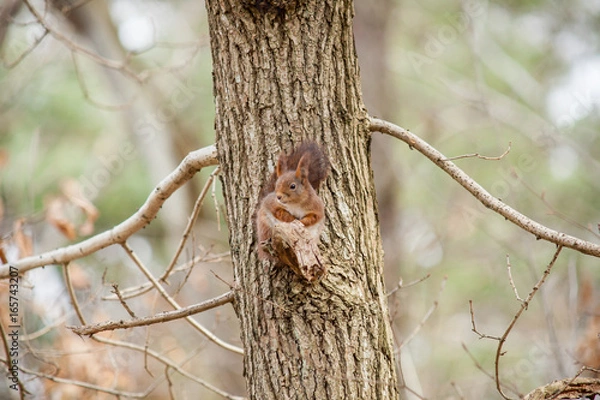 Fototapeta Squirrel perching on a branch of a pine tree