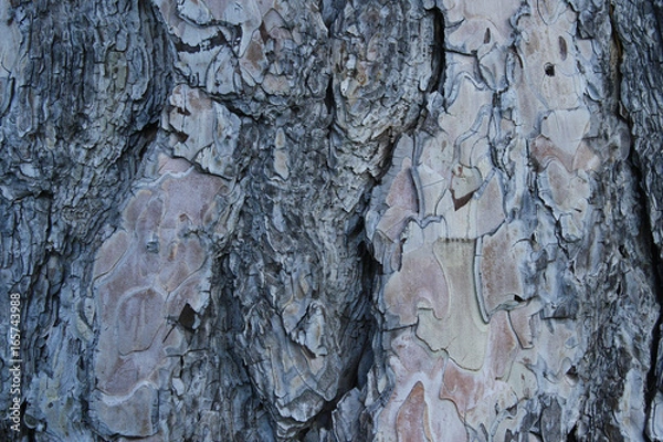 Obraz Tree Bark Textures with Dynamic Colors