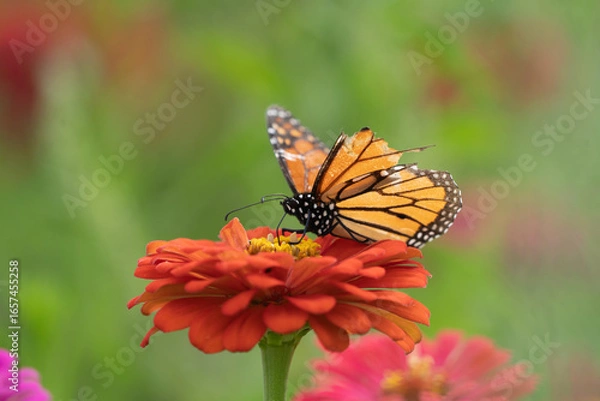 Obraz Close-up of Monarch butterfly (Danaus plexippus) with tattered wings feeding on nectar of zinnia during migration, East Coast, USA