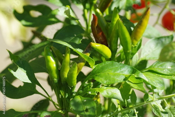 Fototapeta 緑色で未熟な状態のトウガラシ（タカノツメ）