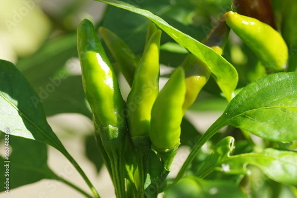 Fototapeta 緑色で未熟な状態のトウガラシ（タカノツメ）