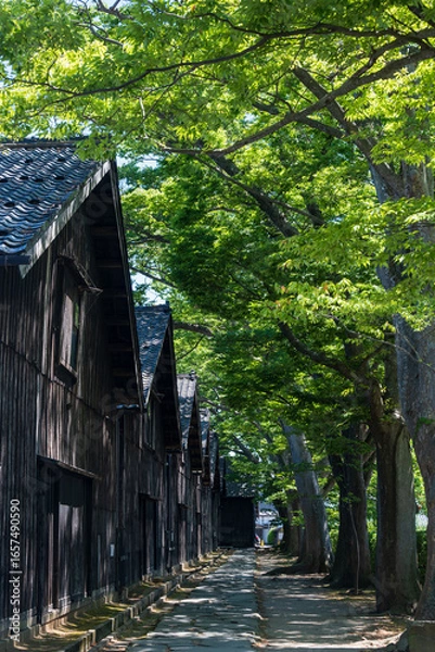 Obraz 初夏の酒田 山居倉庫のケヤキ並木