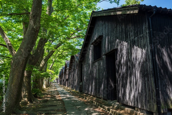 Obraz 初夏の酒田 山居倉庫のケヤキ並木